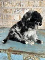 Shadow, a female Bernedoodle for sale in Bowling Green, KY – 1 of 5