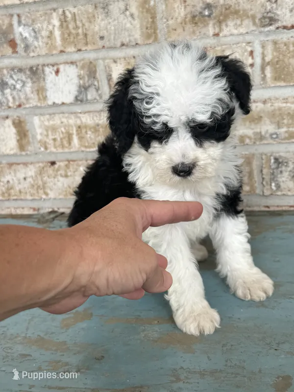 S'mores – Sheepadoodle, Miniature Bernedoodle puppy for sale in Bowling Green, KY