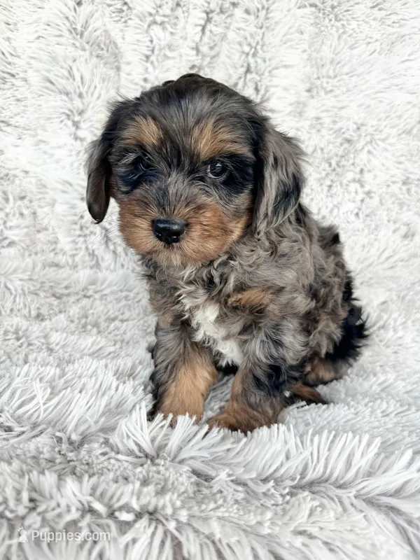 Epic – Cavapoo puppy for sale in Bowling Green, KY