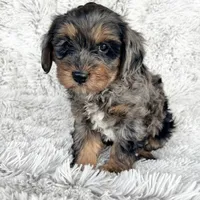 Epic, a male Cavapoo for sale in Bowling Green, KY – Photo 2 of 4