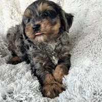 Epic, a male Cavapoo for sale in Bowling Green, KY – Photo 3 of 4