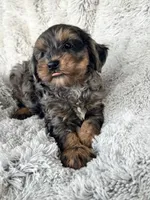 Epic, a male Cavapoo for sale in Bowling Green, KY – Photo 1 of 4