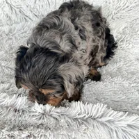 Epic, a male Cavapoo for sale in Bowling Green, KY – Photo 4 of 4