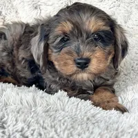 Epic, a male Cavapoo for sale in Bowling Green, KY – Photo 1 of 4