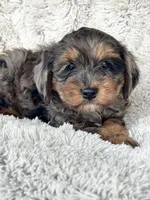 Epic, a male Cavapoo for sale in Bowling Green, KY – Photo 2 of 4