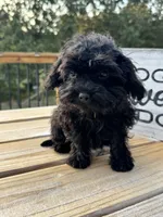 Angel - mini, a female Cavapoo for sale in Bowling Green, KY – 4 of 9