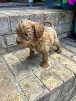 River, a female Cavapoo for sale in Bowling Green, KY – 4 of 8