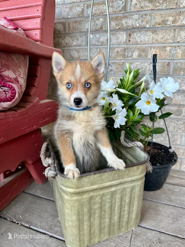 Hugo – Pomsky puppy for sale in Bowling Green, KY