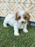 Reese, a female Cavapoo for sale in Bowling Green, KY – 5 of 7