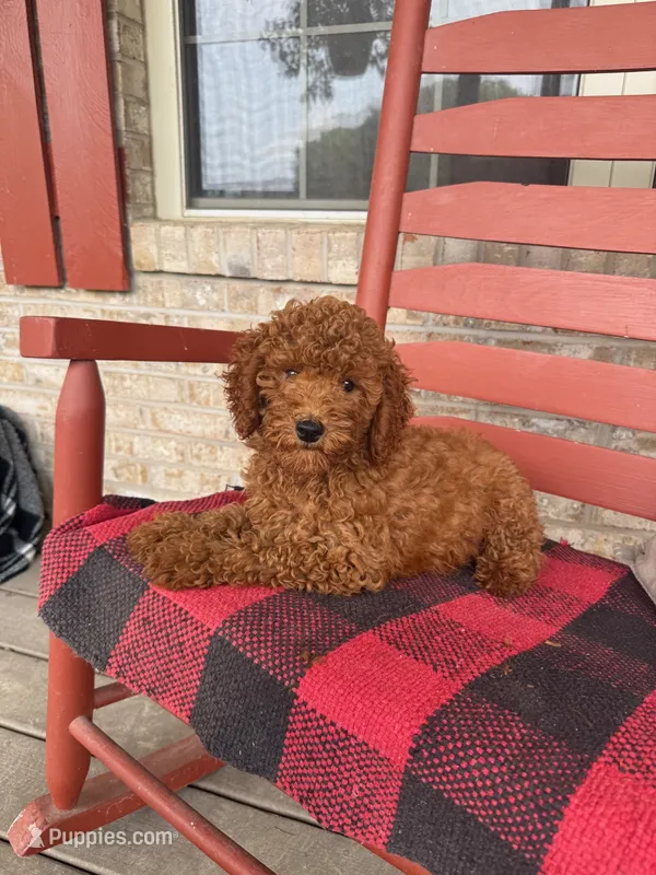Gus – Miniature Labradoodle puppy for sale in Bowling Green, KY