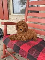 Gus, a male Miniature Labradoodle for sale in Bowling Green, KY – 4 of 6