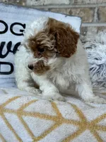 Reese, a female Cavapoo for sale in Bowling Green, KY – 6 of 7
