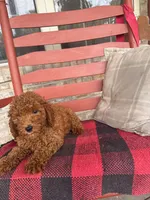 Gus, a male Miniature Labradoodle for sale in Bowling Green, KY – 2 of 6