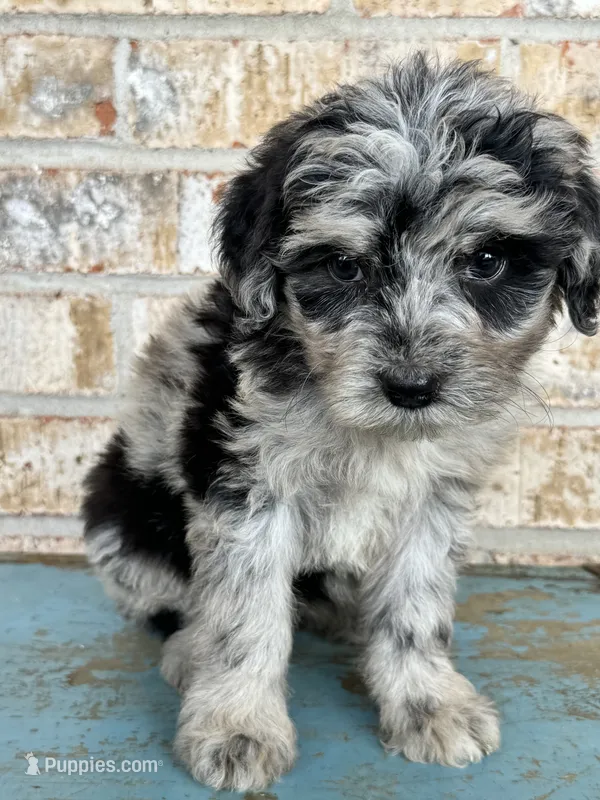 Sierra – Bernedoodle puppy for sale in Bowling Green, KY