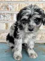 Sierra, a female Bernedoodle for sale in Bowling Green, KY – 4 of 5