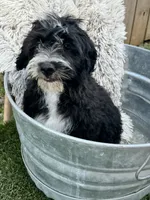 Nova, a female Sheepadoodle for sale in Bowling Green, KY – 2 of 5