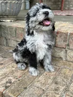 Nala, a female Sheepadoodle and Miniature Bernedoodle for sale in Bowling Green, KY – 6 of 6