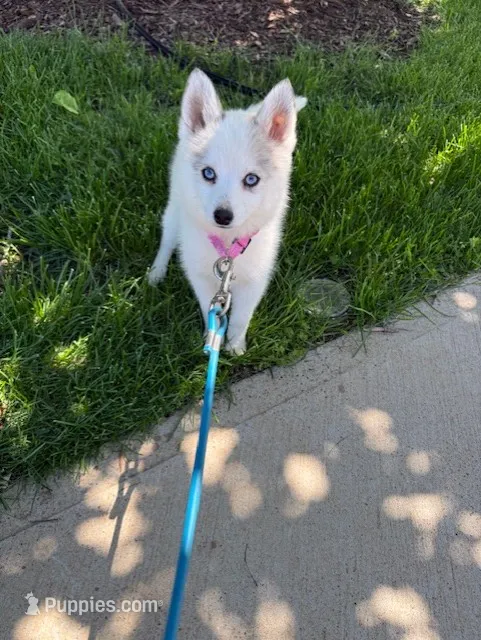 Abby – Pomsky puppy for sale in Bowling Green, KY