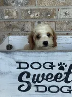 Bailey, a female Miniature Bernedoodle for sale in Bowling Green, KY – 4 of 10