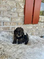 Leo, a male Cavapoo for sale in Bowling Green, KY – 5 of 8