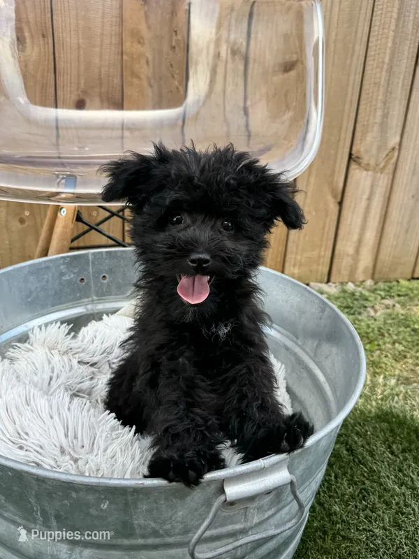 Netta – Miniature Bernedoodle puppy for sale in Bowling Green, KY