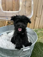 Netta, a male Sheepadoodle and Miniature Bernedoodle for sale in Bowling Green, KY – 4 of 4