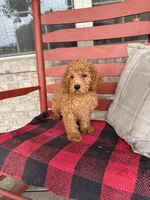 Ginger, a female Miniature Labradoodle for sale in Bowling Green, KY – 5 of 5