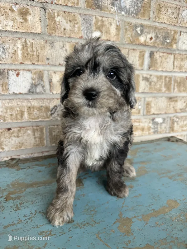 Sydney – Bernedoodle puppy for sale in Bowling Green, KY