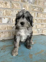 Sydney, a female Bernedoodle for sale in Bowling Green, KY – 2 of 5
