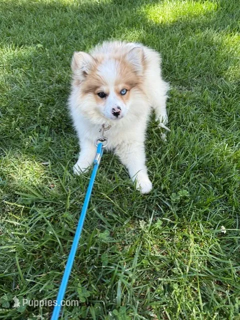 Otto – Pomsky puppy for sale in Bowling Green, KY