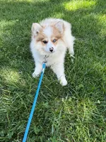 Otto, a male Pomsky for sale in Bowling Green, KY – 1 of 7