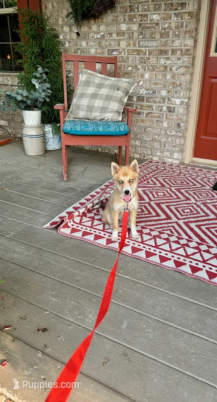Hugo – Pomsky puppy for sale in Bowling Green, KY