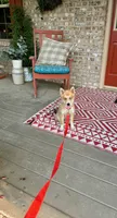 Hugo, a male Pomsky for sale in Bowling Green, KY – 3 of 6
