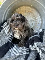 Atlas, a male Cavapoo for sale in Bowling Green, KY – 3 of 6