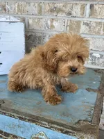 Apple, a female Cavapoo for sale in Bowling Green, KY – 2 of 6