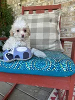 Lex, a male Cavapoo for sale in Bowling Green, KY – 1 of 6