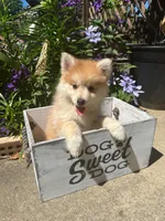 Ryder, a male Pomsky for sale in Bowling Green, KY – 5 of 9