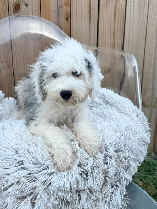 Nitro – Miniature Bernedoodle puppy for sale in Bowling Green, KY