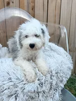 Nitro, a male Sheepadoodle for sale in Bowling Green, KY – 2 of 7