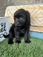 Nina, a male Sheepadoodle and Miniature Bernedoodle for sale in Bowling Green, KY – 2 of 3