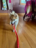 Reese, a male Pomsky for sale in Bowling Green, KY – 6 of 6