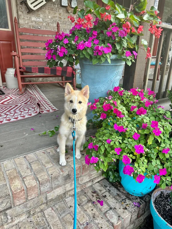 Hunter – Pomsky puppy for sale in Bowling Green, KY