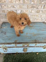 Coco, a female Miniature Labradoodle for sale in Bowling Green, KY – 3 of 8