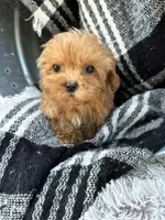 Apple, a female Cavapoo for sale in Bowling Green, KY – 2 of 10