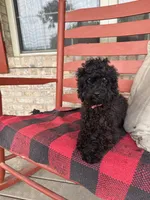 Ethan, a male Cavapoo for sale in Bowling Green, KY – 7 of 7
