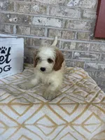 Bailey, a female Miniature Bernedoodle for sale in Bowling Green, KY – 7 of 10