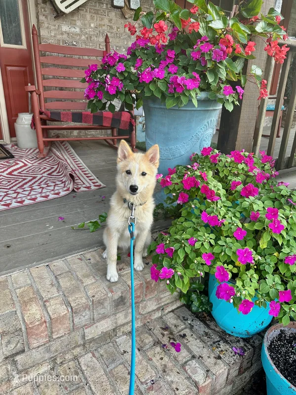 Hunter – Pomsky puppy for sale in Bowling Green, KY