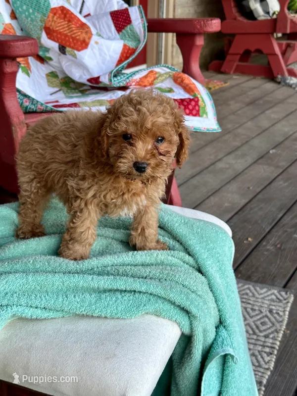 Epic – Cavapoo puppy for sale in Bowling Green, KY