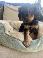 Milo, a male Cavapoo for sale in Bowling Green, KY – 6 of 7