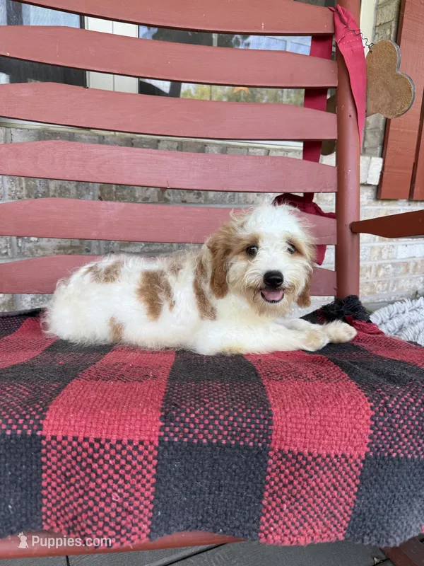 Bailey – Miniature Bernedoodle puppy for sale in Bowling Green, KY
